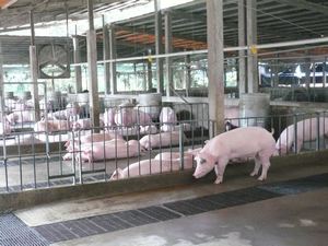 Local pig farm